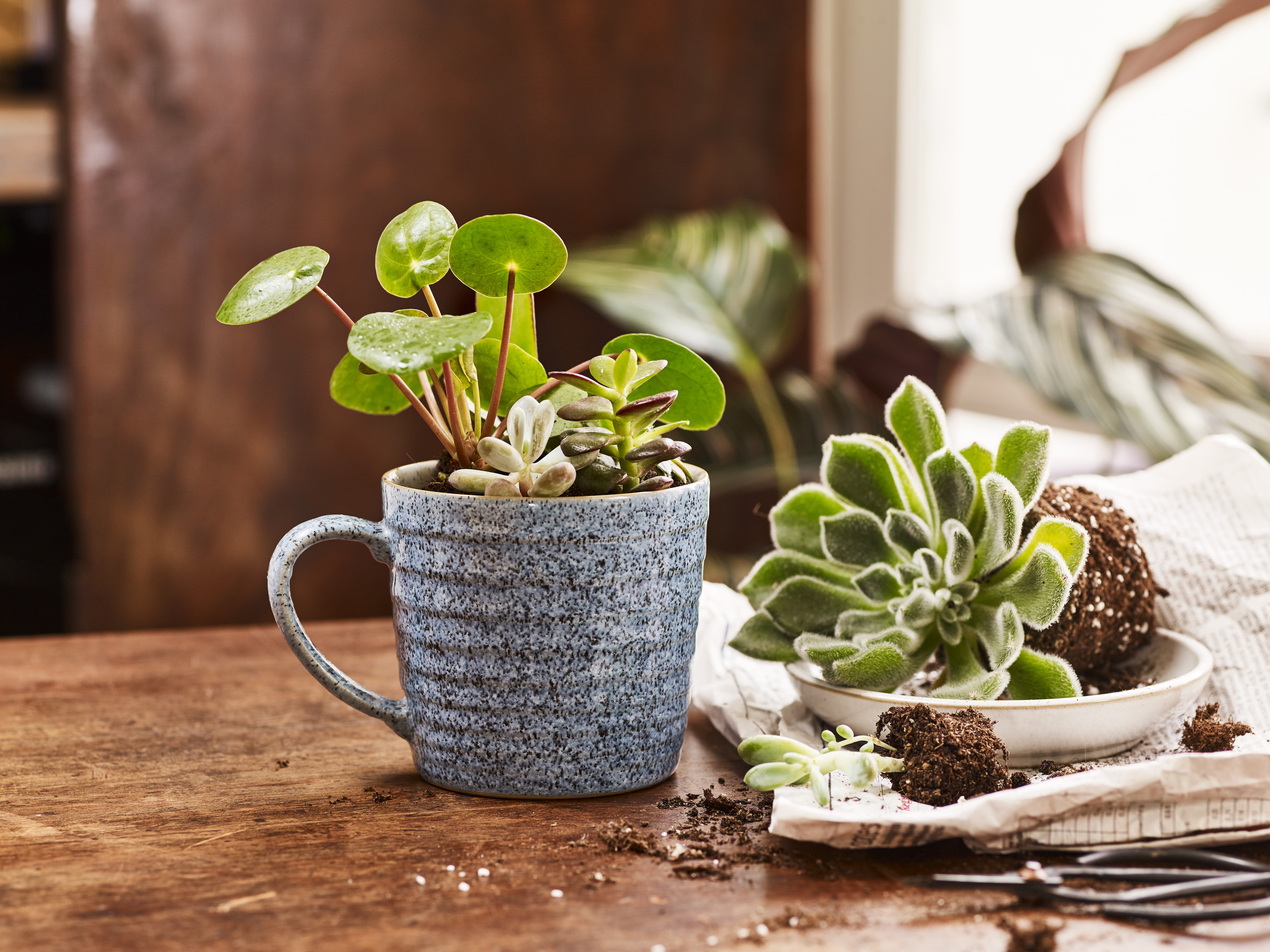 Denby mug potted plant - new home gift